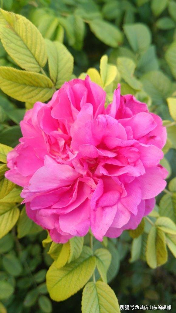 平阴重瓣红玫瑰制作的玫瑰花冠茶为什么口感好?