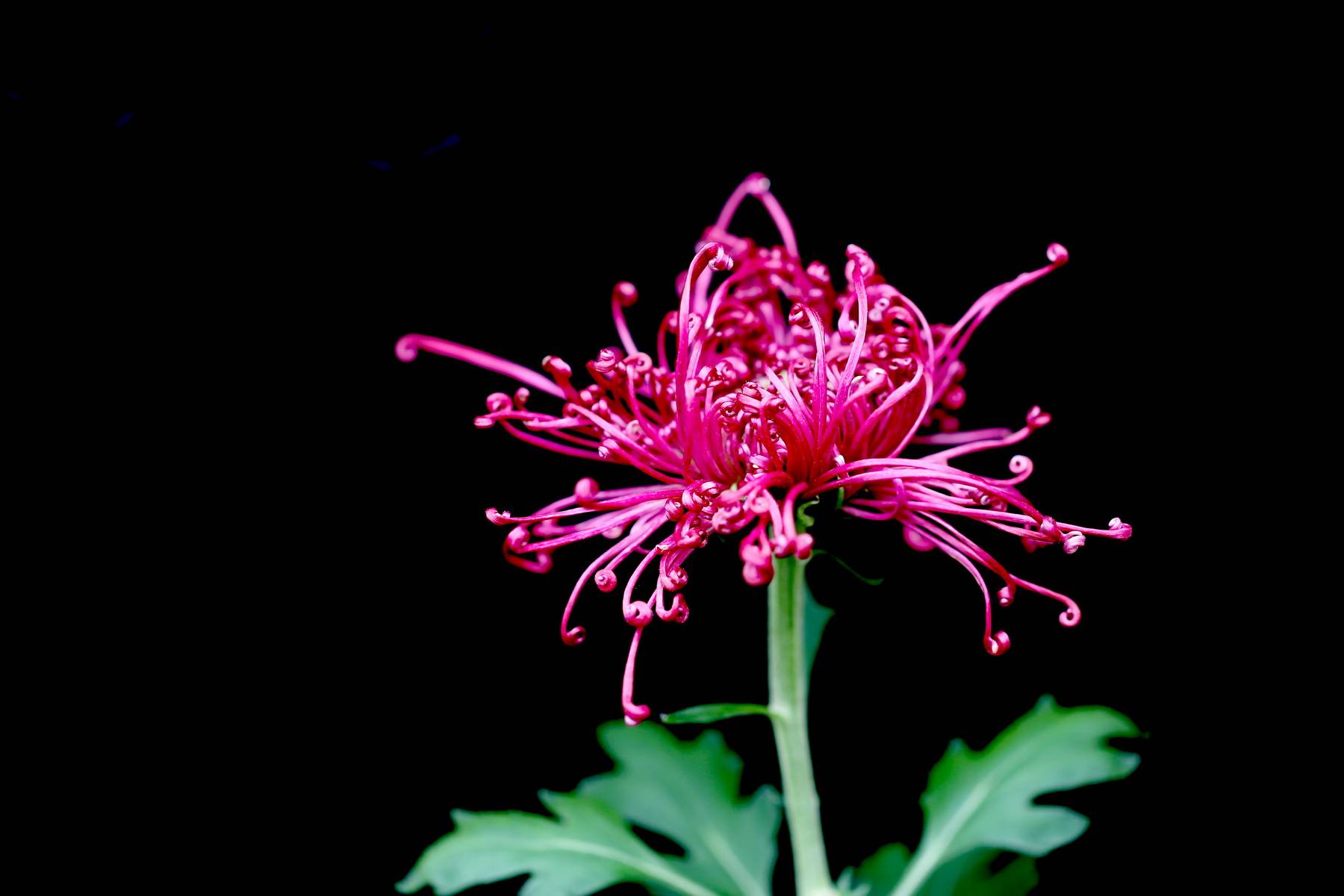 走马看花2021上海共青森林公园菊花展