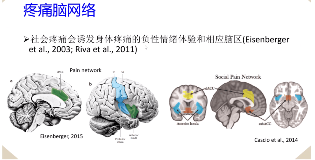 關於社會疼痛的腦功能區,我們關注較多的腦網絡區域主要集中在與情感