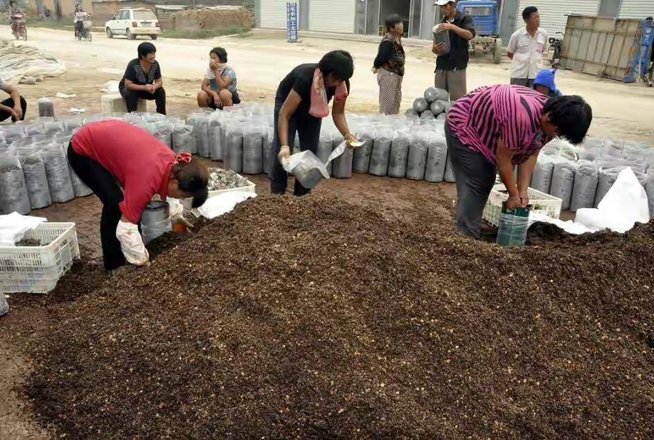 发酵菌糠(菌棒,菌渣)喂猪效益好,营养价值高