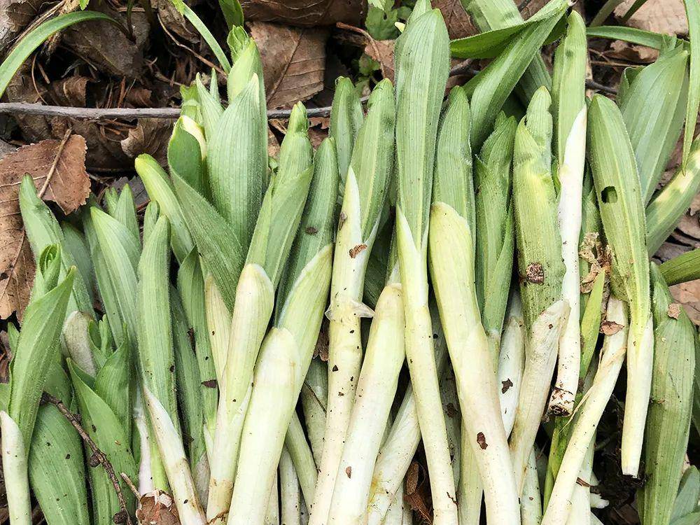 以根及根茎入药,具有补气益肾,祛风除湿,活血调经功能,我国民间常用于