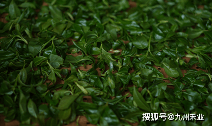 茶叶|茶说 | 勐库大叶种白茶