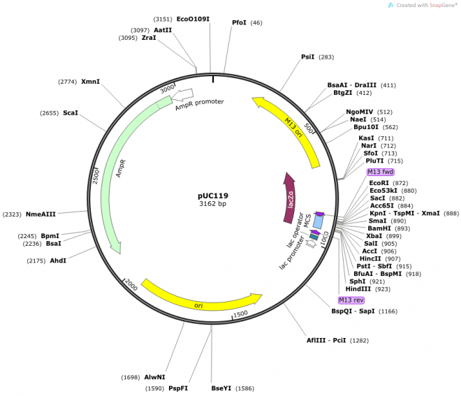 puc119载体质粒图谱序列说明书价格