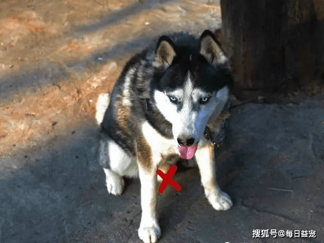 因为哈士奇跑到房顶上玩，任凭怎么哄都不下来，主人一点办法也没有