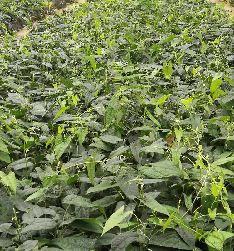 金果榄植物非试管高效快繁技术快繁金果榄