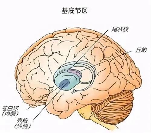 降低|冬季气温降低，导致脑出血高发，老年人需要注意这些！