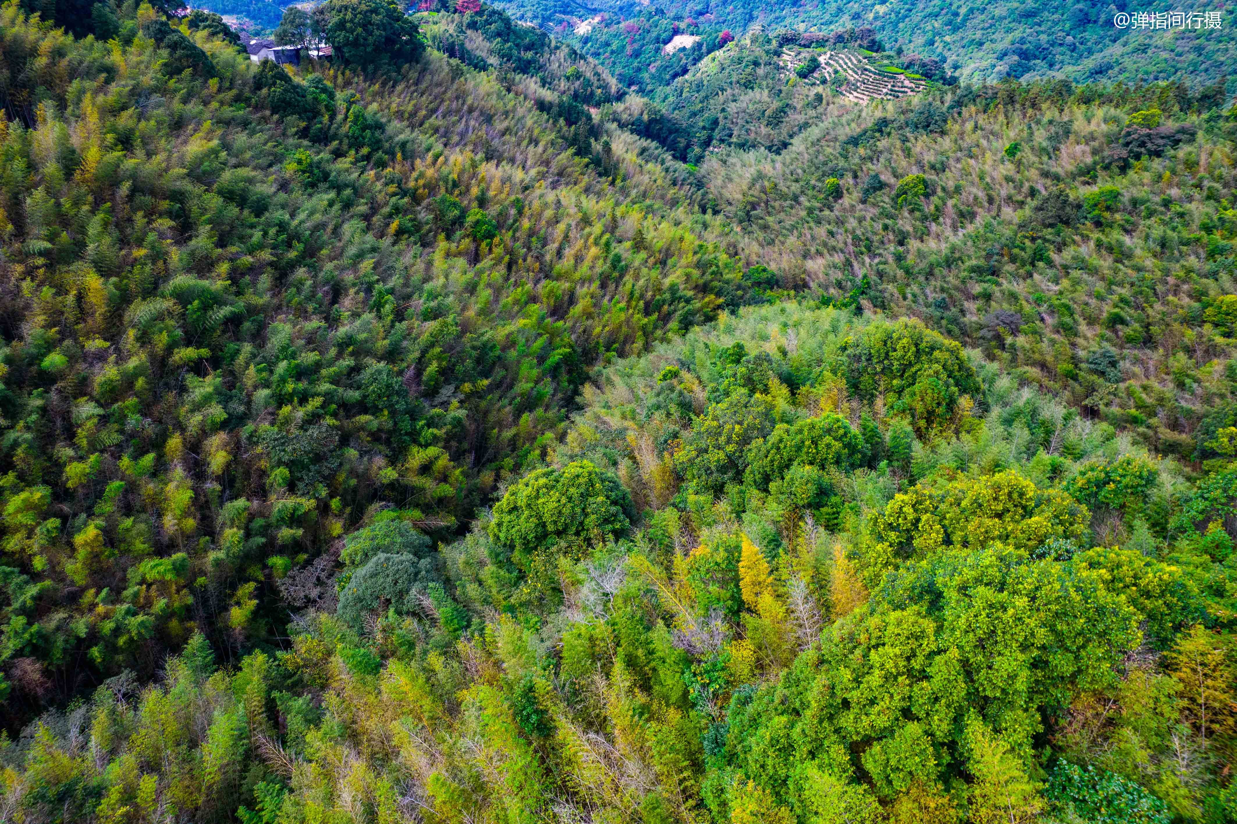 凤凰镇|广东潮州有个隐世山村，号称“单枞茶乡”，是潮汕的“诗与远方”