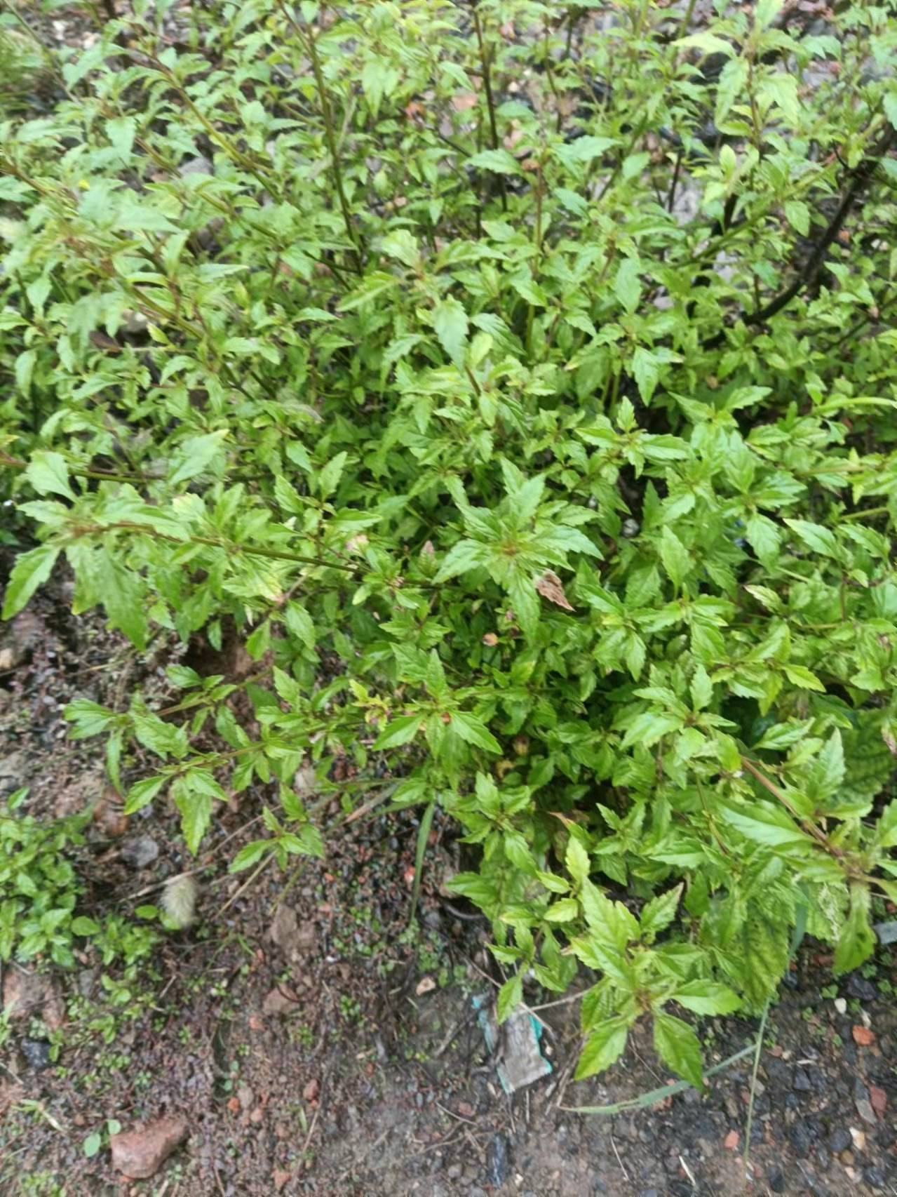 草药石荠苎最能激发人的艺术想像力和创作灵感黅钚焕堂谈野生草药文化