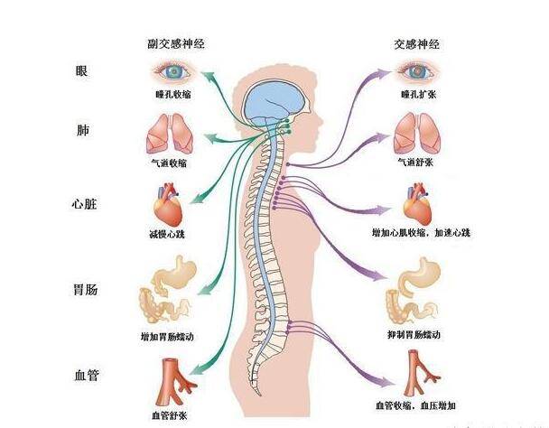 植物神经功能检查 来自搜狐网