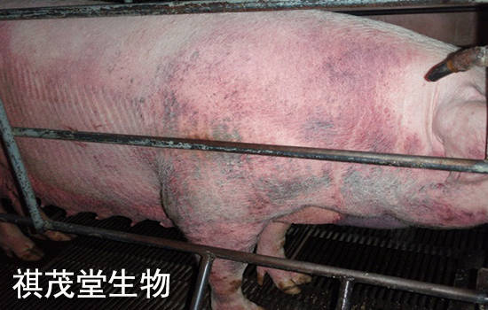 公猪不病是什么原因 公猪不病是什么原因导致的