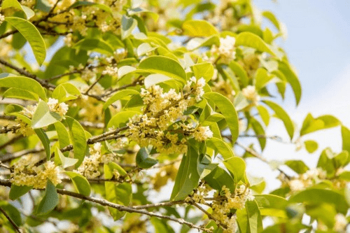 大道|枫叶红了，江南恰好，双山香山刷屏秋季