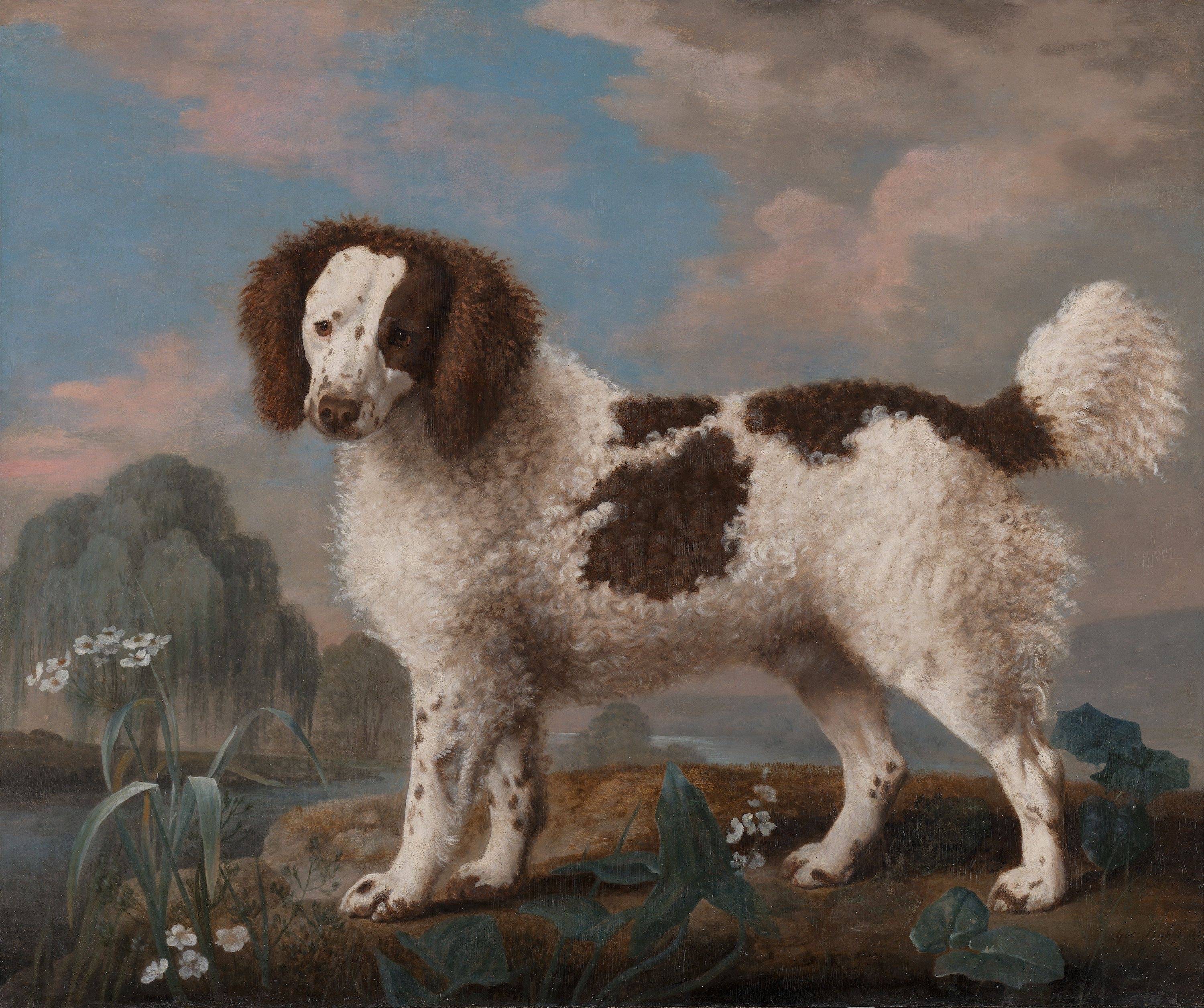 每日艺术棕白色的诺福克犬20211123