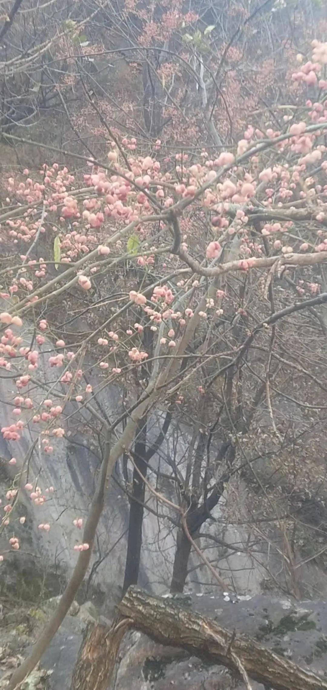 河南省南召县发现鬼见愁王