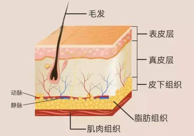 知识科普美容护肤第一步：先认识了解皮肤