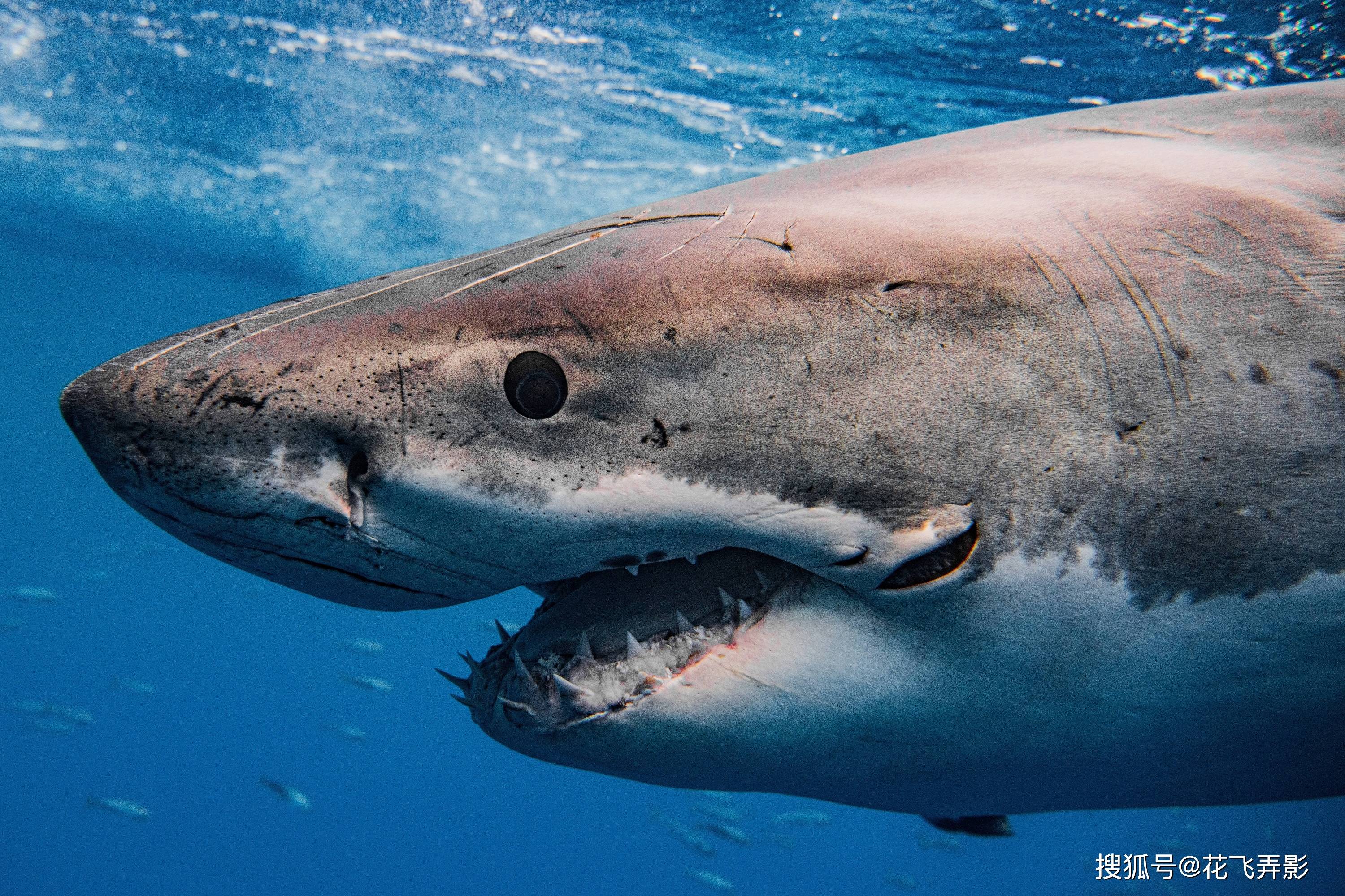 1/5相信大部分人都听过大白鲨的名号,凶狠无比,一张血盆大口让人不寒