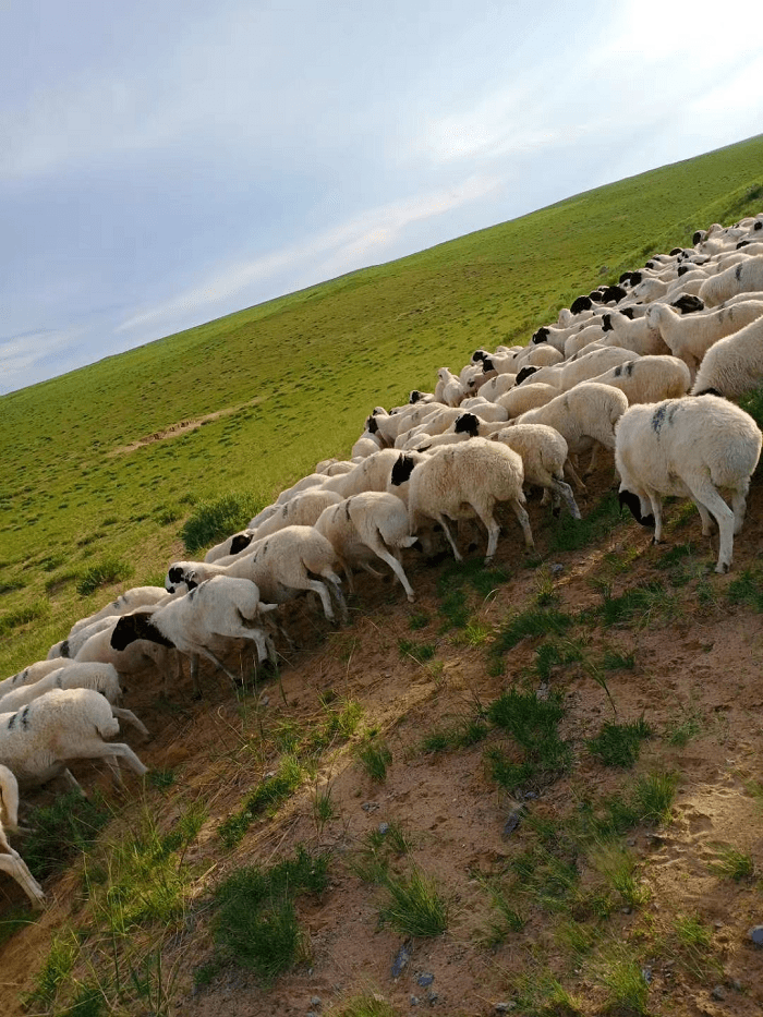 不是很好因为苏尼特草原属于荒漠化草原苏尼特羊肉具有香味浓郁的特点