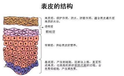 油脂补水真的等于保湿吗？