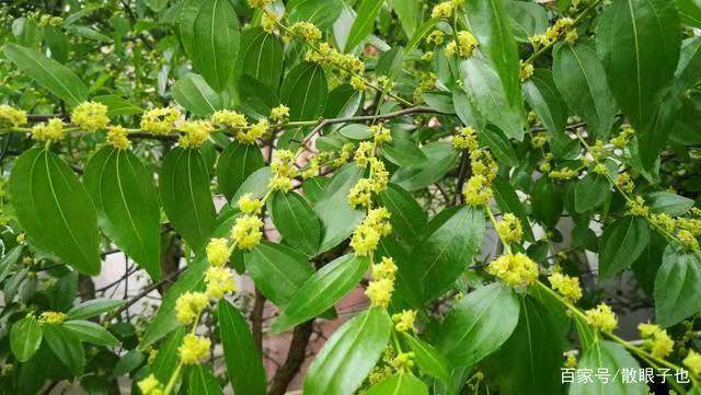 生如 枣花 之绚烂 甘如 香气 诗词