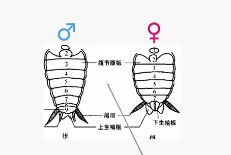 蟑螂结构图图片