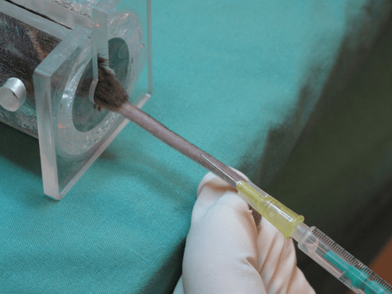 动物实验操作动物给药