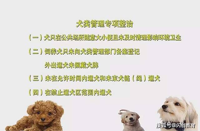 互动性强的小宠物 119440fb70254901abf5ca49912ff73d.jpeg