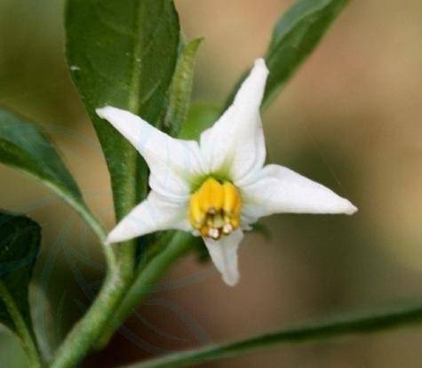 药用价值:珊瑚豆具有一定药用价值,例如将珊瑚豆根部用酒浸泡,这样