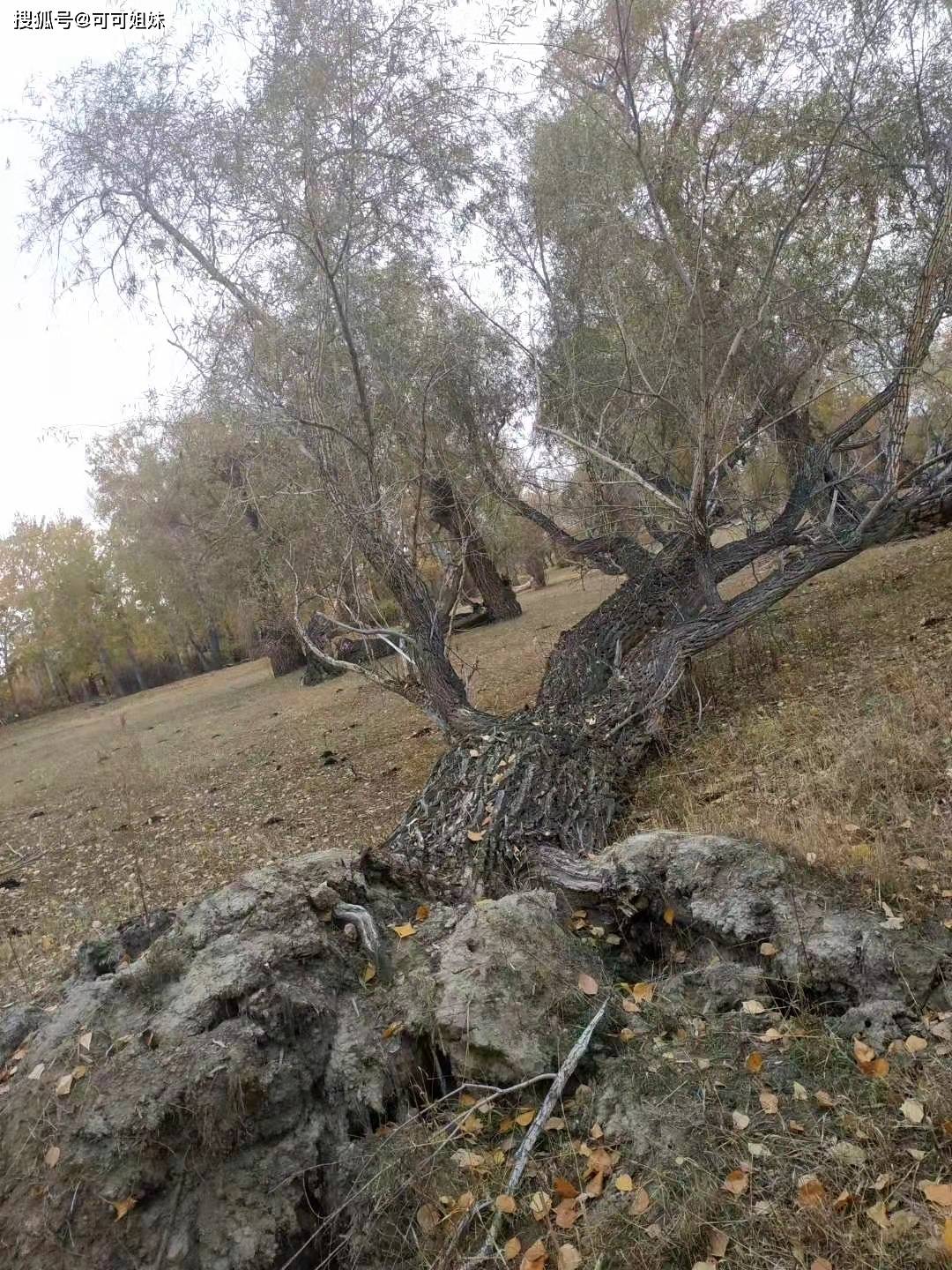 千奇百怪的枯木,都是上天遗落在人们的艺术品!-搜狐大视野-搜狐新闻