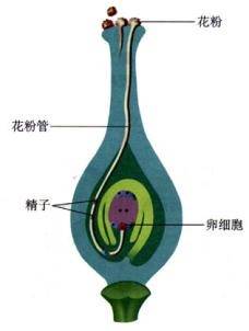 花粉管通道法遗传转化小麦与变异株的醇溶蛋白分析