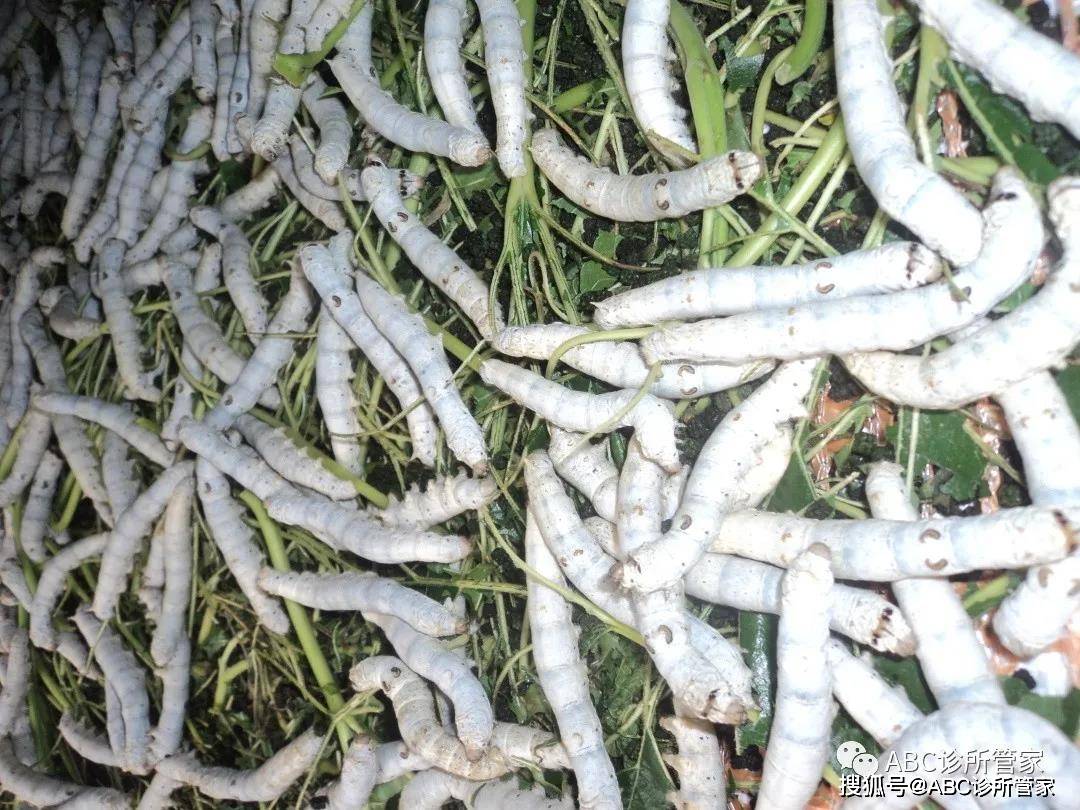 源头见证僵蚕的成长秘密abc诊所系统