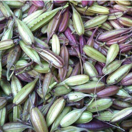 白芨果荚育苗技术_种子_移植_催芽