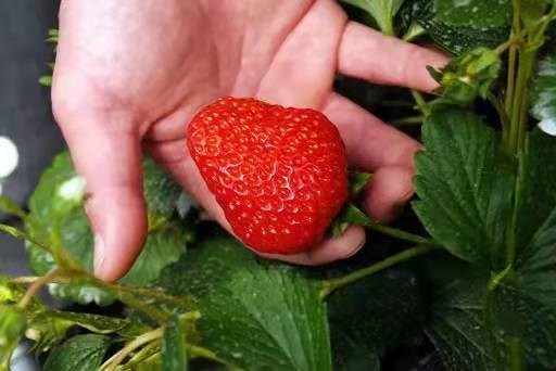 蘇州西山太湖邊摘草莓指南吃農家菜住農家樂