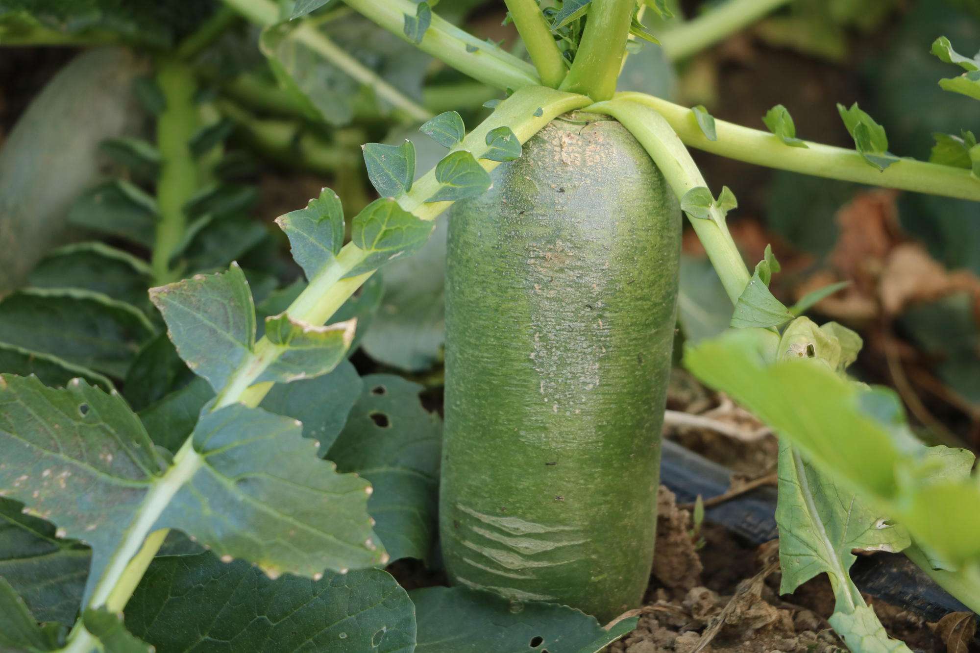 原创中华国礼沙窝萝卜纪念抗美援朝战争的信物万物之乡