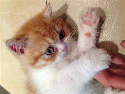 进行加菲猫的泪痕怎么去掉