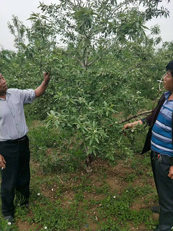 宁夏巴旦木树苗什么时候种植巴旦木树几年结果