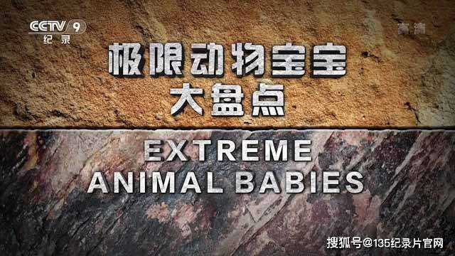国家地理动物勇士纪录片极限动物宝宝大盘点全6集