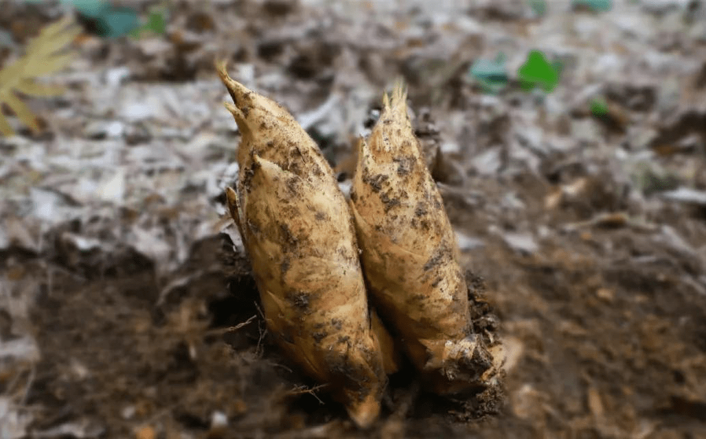 在一片片青翠欲滴的竹林下这不,挖冬笋的季节又到了!
