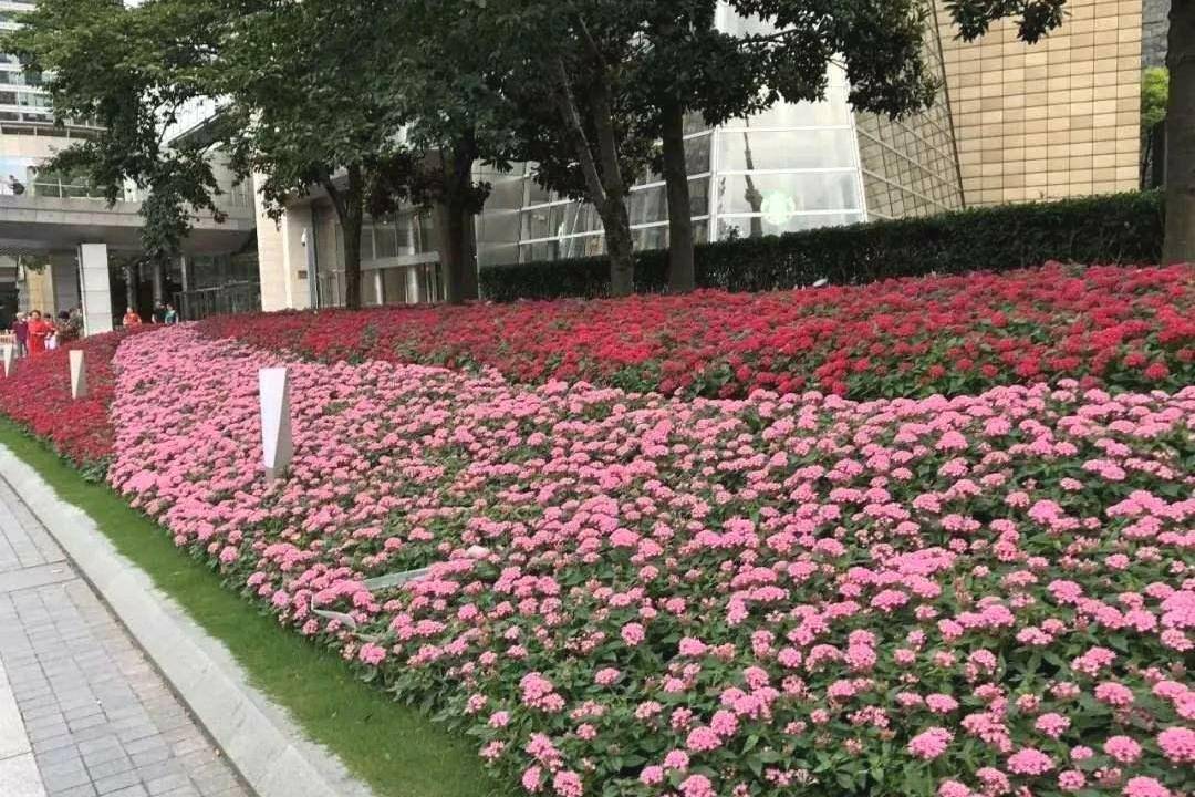 如星河坠入花坛般的植物——繁星花_繁殖_栽培_植株