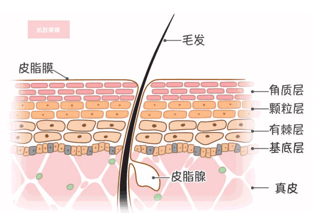 智商流行词“以油养肤”是真科学还是智商税,你知道吗？