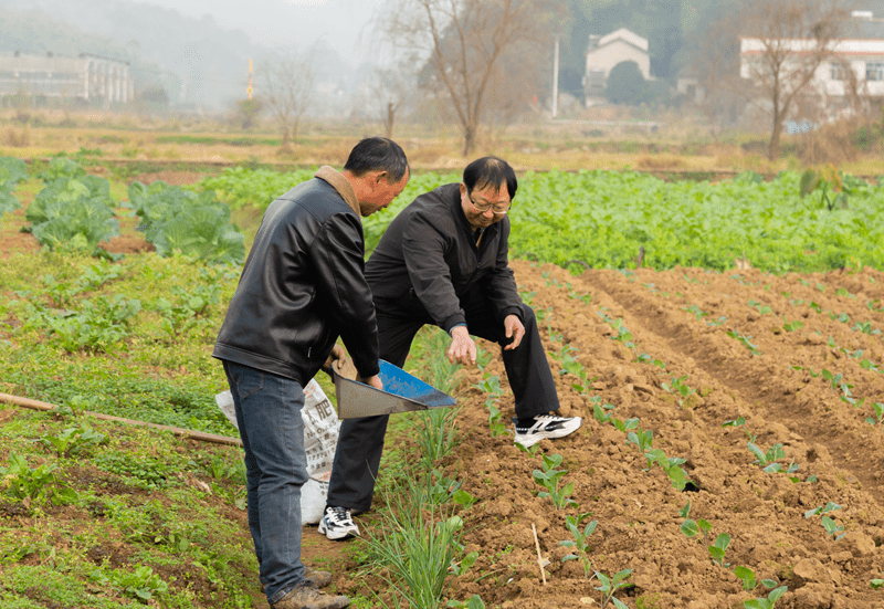 重庆市沙坪坝区推进农业社会化服务助力农业增效农民增收