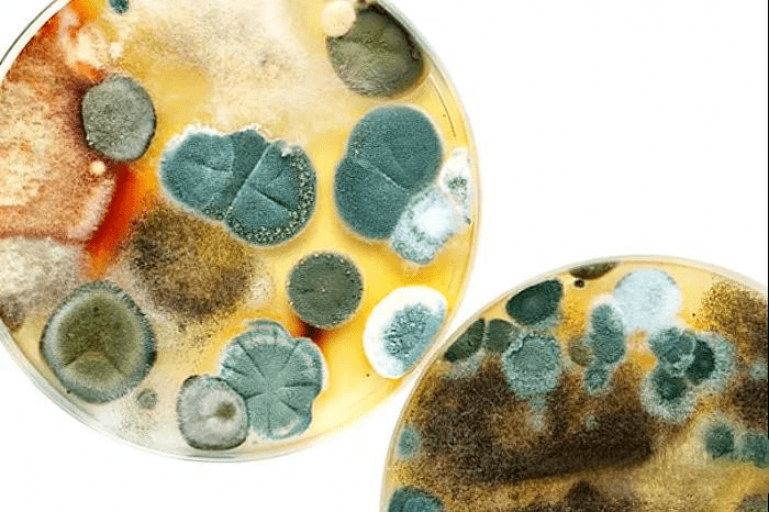 细胞培养真菌污染图片