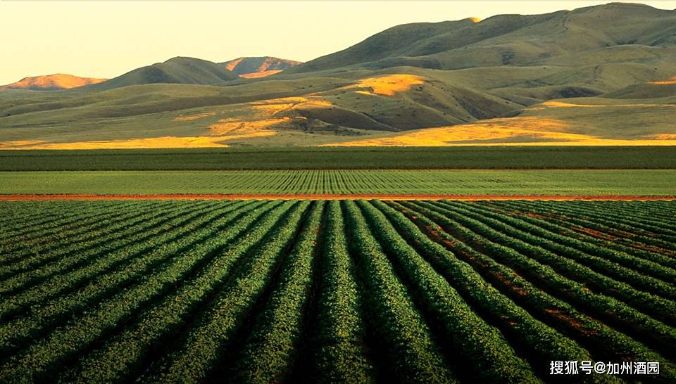 特性|是什么让加州葡萄酒如此特别?