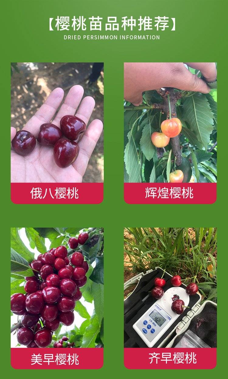 中熟丰产之"王"樱桃苗品种 沙王樱桃树苗的品种介绍_果实_含量_山东