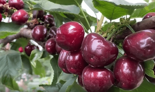 皇家黑兹尔樱桃苗品种特性介绍_苗木_宾库_塞拉