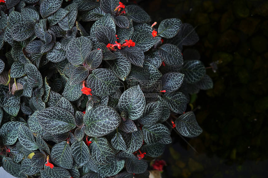 喜荫花又称红桐草,为苦苣苔科喜荫花属多年生常绿草本植物.
