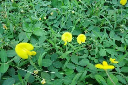 优良的可观花地被植物 蔓花生 绿化 繁殖 技术