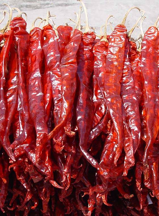 川椒种业种植户究竟如何选择辣椒的种子