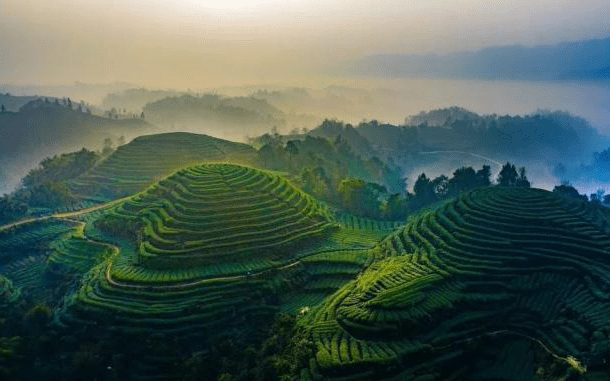 空中赏雅安名山的“大地指纹”，地上闻茶园的阵阵芳香