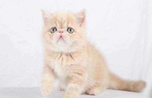 猫咪加菲猫泪痕怎么擦的干净