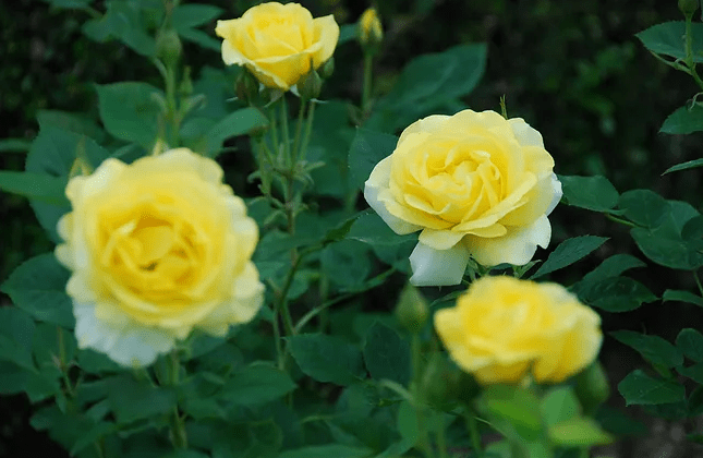 6355f01620c24725881a09a8565ca06b.png