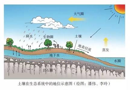 绿色植物的疏松物质层,是岩石圈,大气圈,水圈和生物圈相互作用的产物